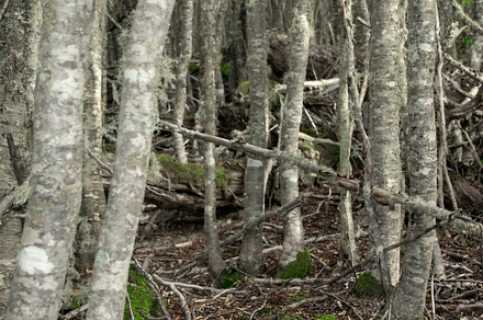 Thin tall forest trees trunk, tierra del fuego, argentina, a Photo by DanFLCreativo