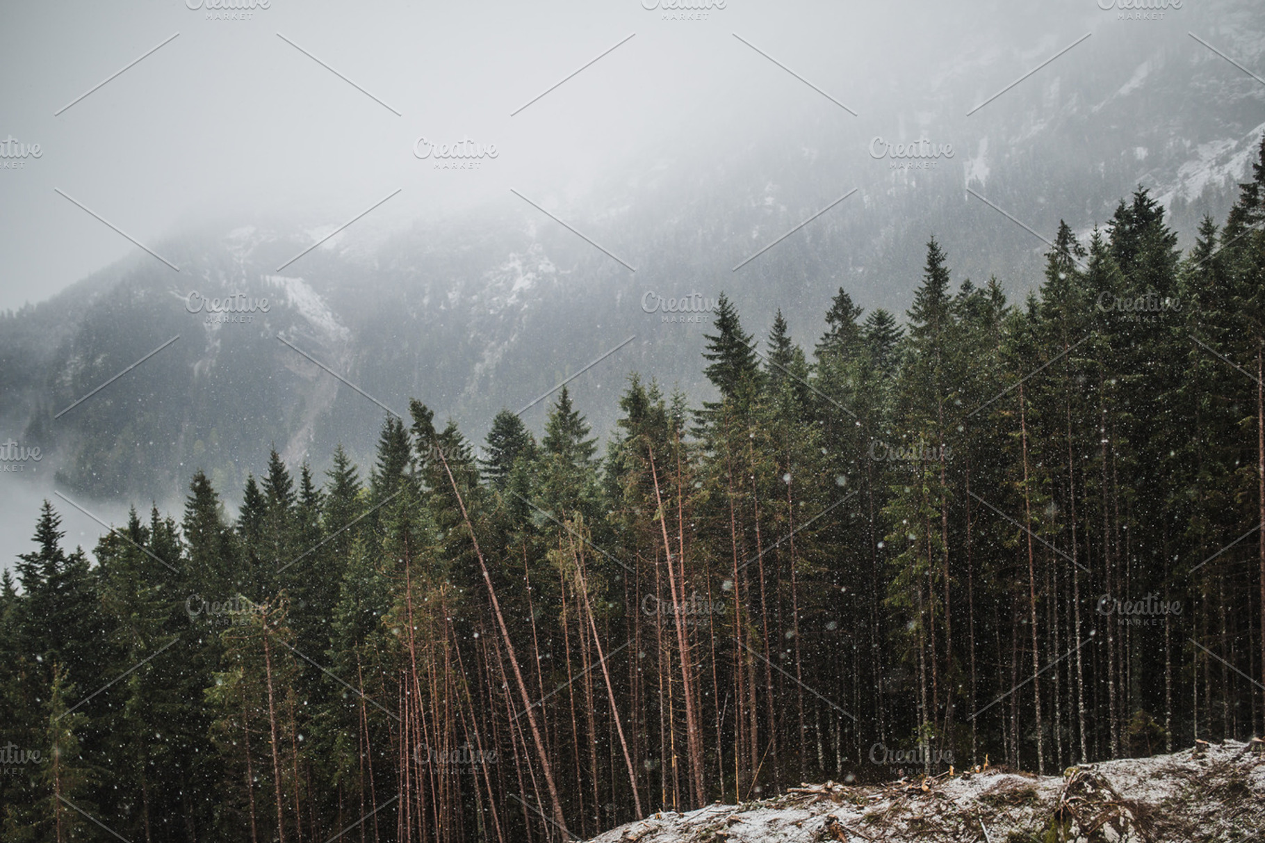 Winter Woods, a Background Photo by Graphics, Presets, Photos