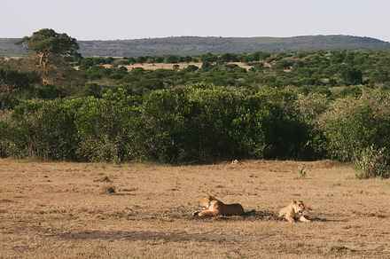 Lions stock photo