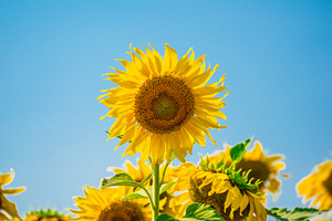 Sunflower blossom in summer day