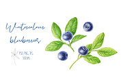 Watercolor blueberries, a Food Illustration by Botanical Art Shop (Thumbnail 1 of 2)