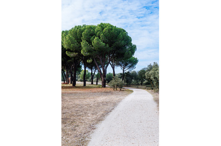 Dirt road between a pine forest and