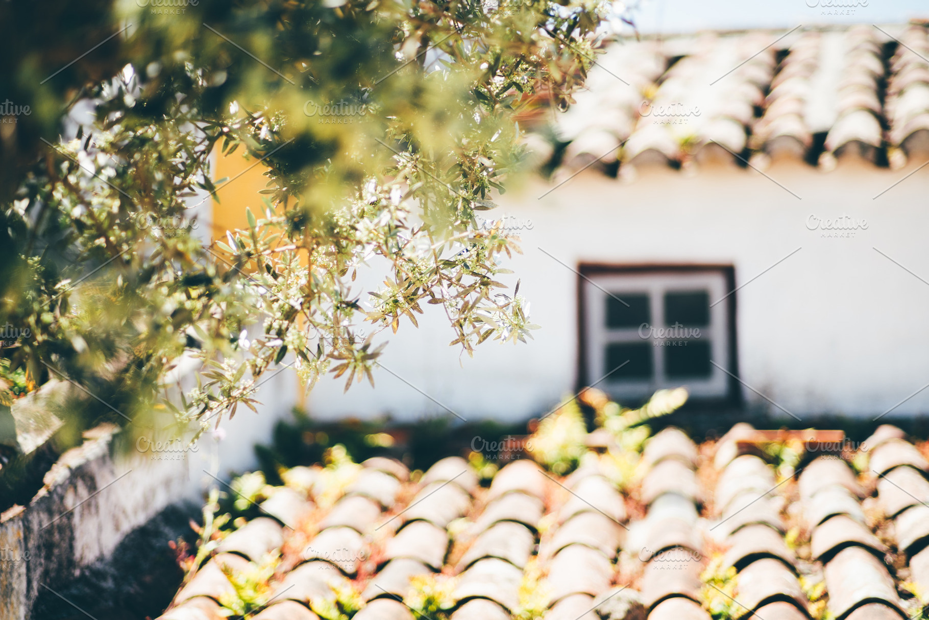 Olive branch over rustic rooftop, an Architecture Photo by SkyNext