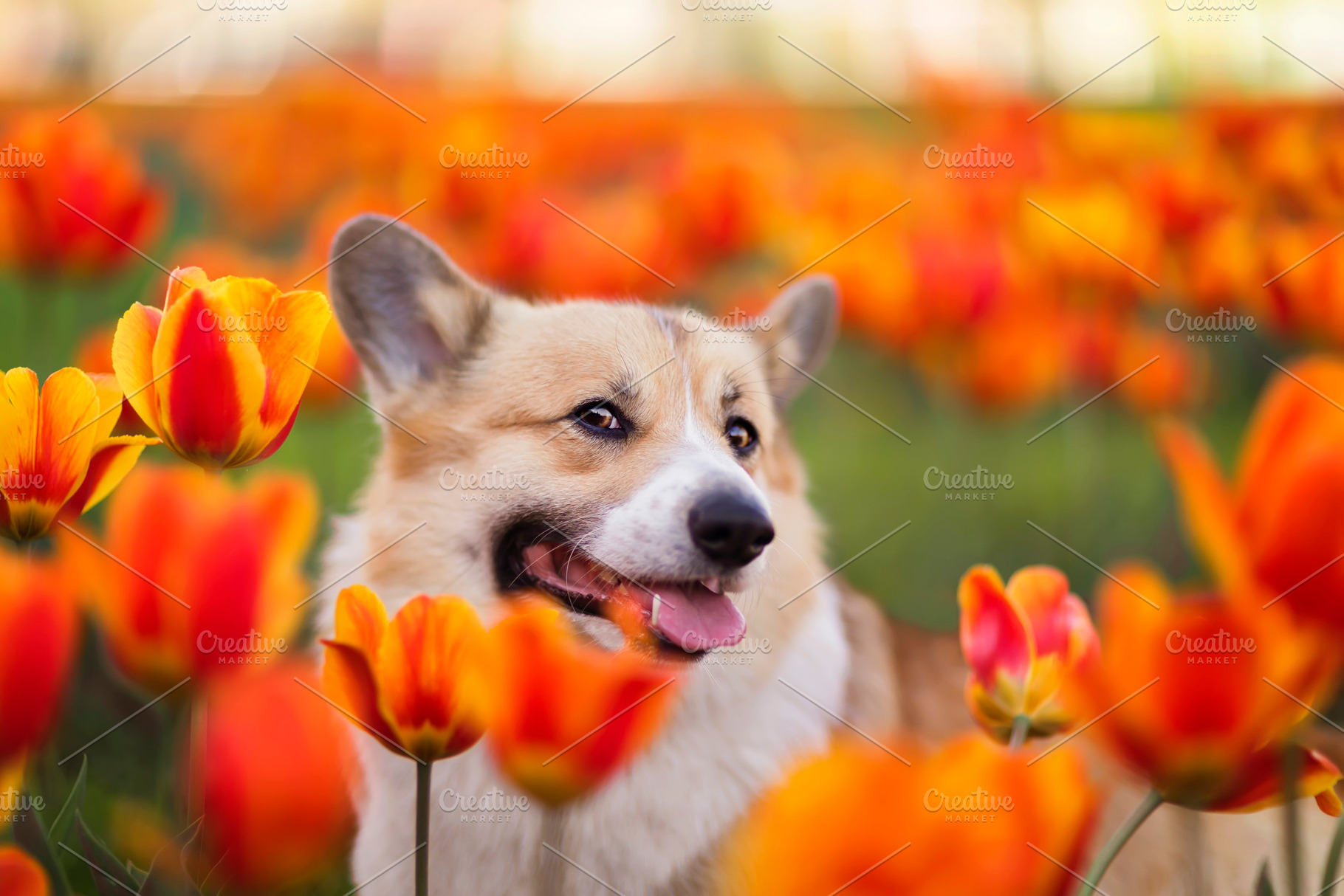 portrait of a cute corgi dog peeping, an Animal Photo by nataba