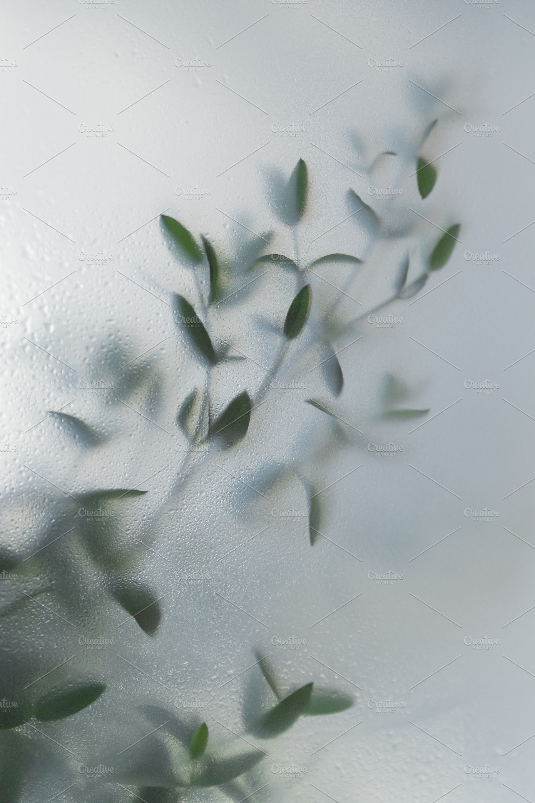 Soft green leaves behind frosted gla, a Nature Photo by Edalin's Store