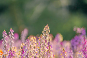 Pink Wildflowers in Bloom – Soft Pas, a Nature Photo by Silent Nature (Thumbnail 2 of 5)