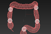 Human colon. Animated, a Characters & Person 3D Model by konstantin.ermolaev (Thumbnail 5 of 6)
