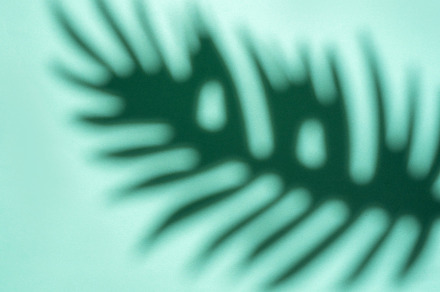 Shadows from palm leaves, a Nature Photo by Olena Rudo