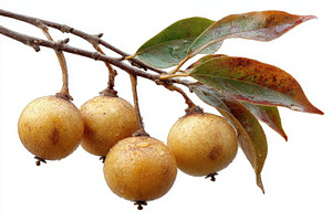 Golden Kiwifruit on Branch with Dewy, a Photo by Pixeness Studio