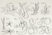 Herbs & Fruits hand drawn collection, an Object Illustration by Garden in frame (Thumbnail 5 of 9)