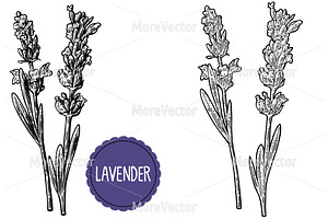 Lavender Flowers Engraving