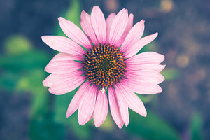 Pink Flower with White Spider