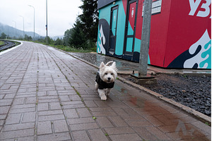 West Highland White Terrier walking