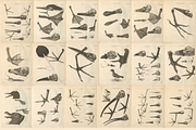 80+ Jacob Klein, Bird Genealogy, an Animal Illustration by Digital Museum (Thumbnail 7 of 10)