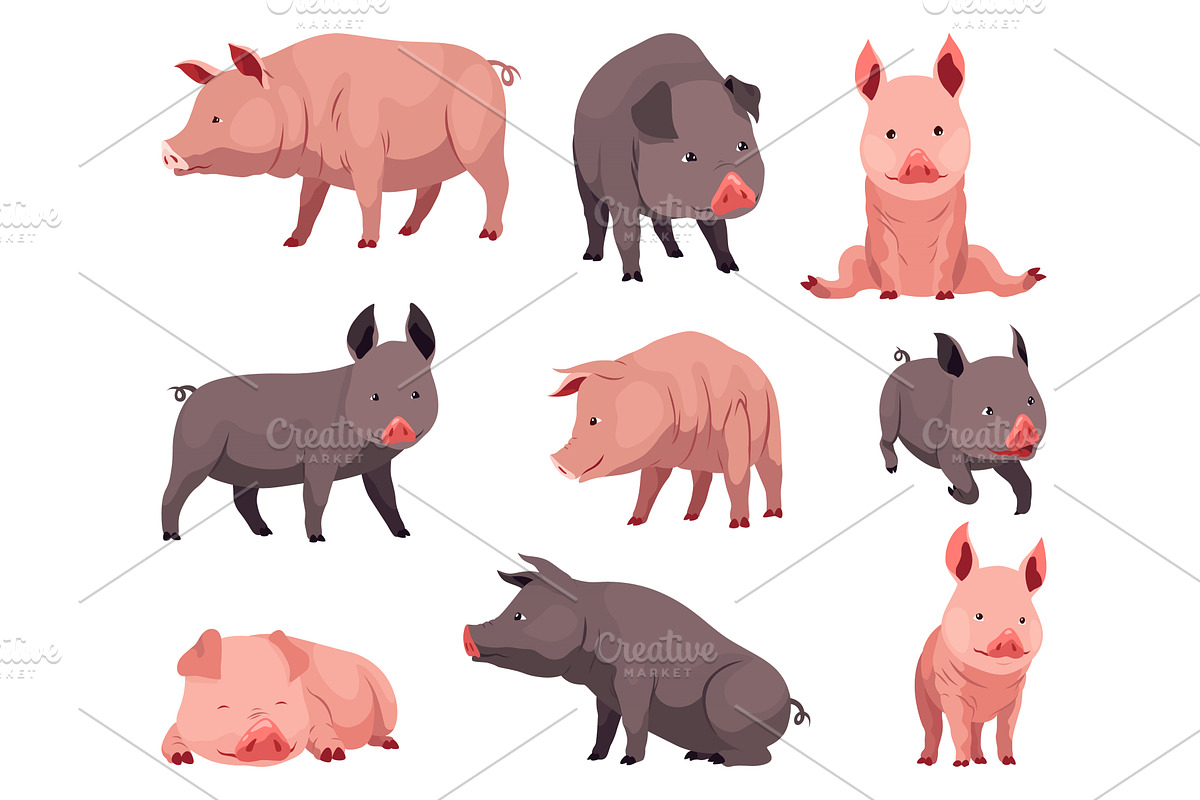 Pig set flat cartoon isolated on, an Animal Illustration by the8monkey