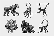 Monkey set. Chimpanzee and gorilla., an Animal Illustration by Arthur Balitskiy (Thumbnail 2 of 5)