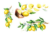 Fresh Lemon. Watercolor collection, a Background Graphic by Daria Ustiugova (Thumbnail 5 of 9)