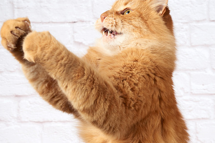 Adult ginger cat jumps and raises it containing adorable, animal, and, an Animal Photo by ndanko