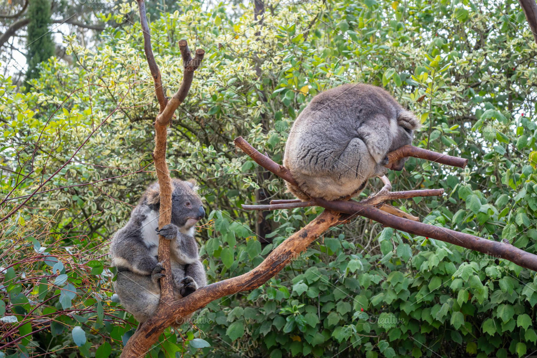Two koalas resting on tree branches in Kangaroo Island, Australi, an Animal Photo by GoodGoods