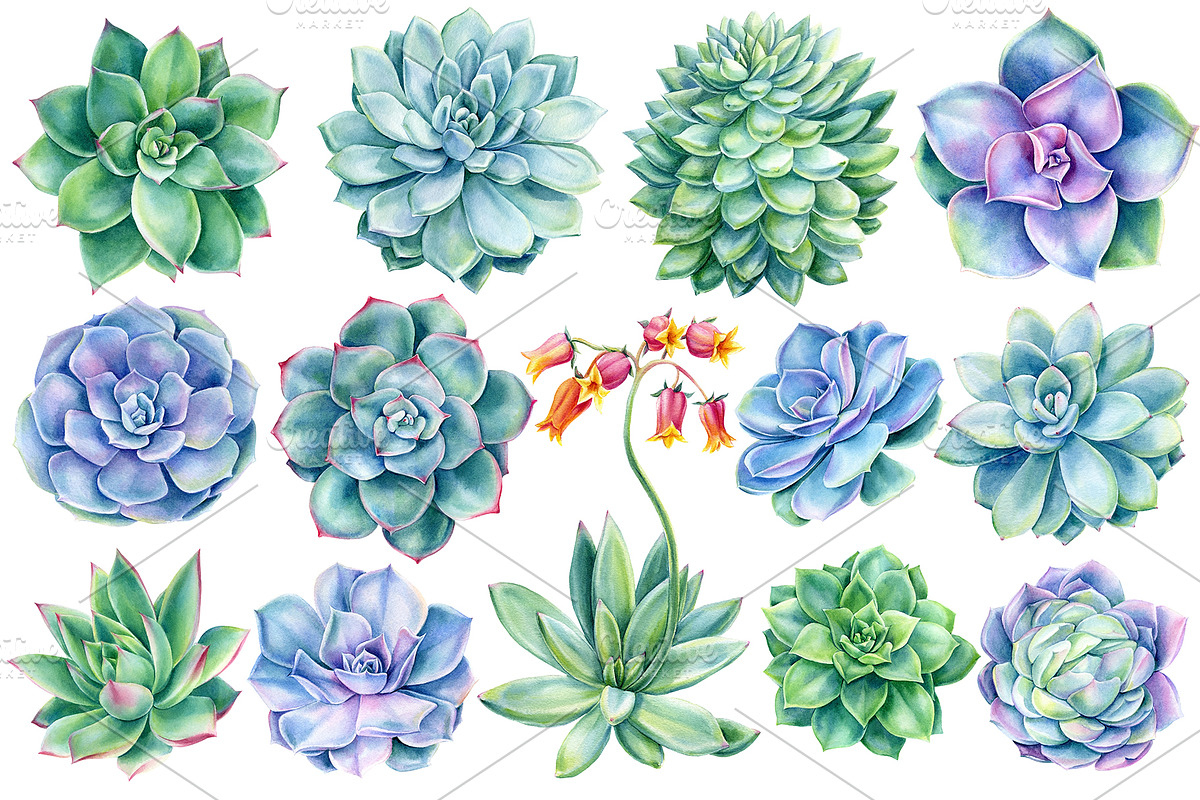 Succulents Botanical Watercolor, a Background Graphic by Hanna Hryharenka (Photo 11 of 15)