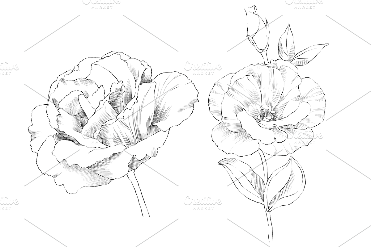 Lisianthus Floral Set, an Object Graphic by VictoriaKStudio (Photo 4 of 5)