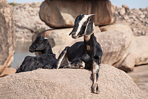 Mountain goats, a Photo by saiko3p