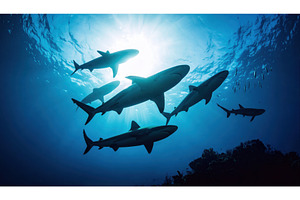 Silhouette of sharks swimming in the, an Animal Photo by Igor Tichonow