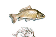 SEAFOOD WATERCOLOR SET, a Food Illustration by wedraw (Thumbnail 2 of 5)