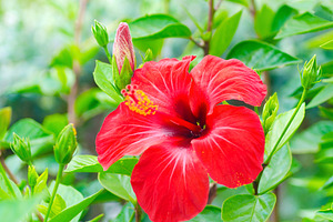Hibiscus flower containing background, beautiful, and beauty