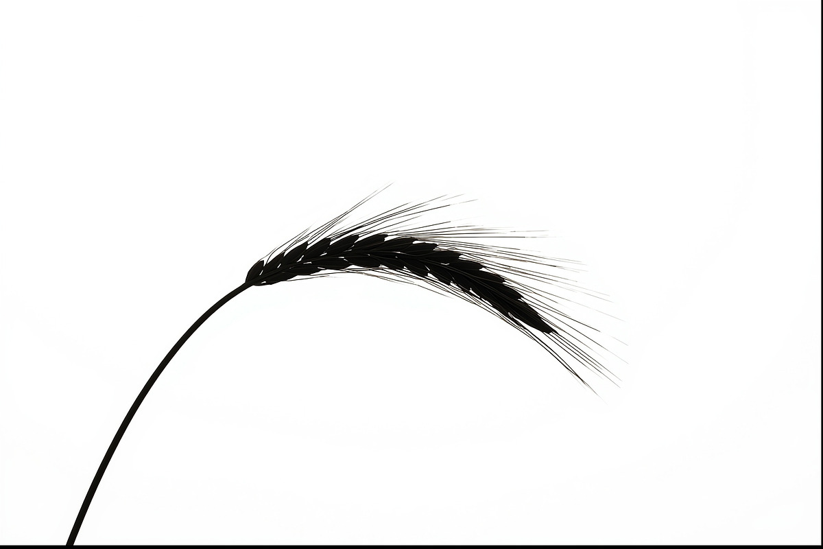 Wheat Clipart Vector Pack, an Illustration by jahid234 (Photo 5 of 9)