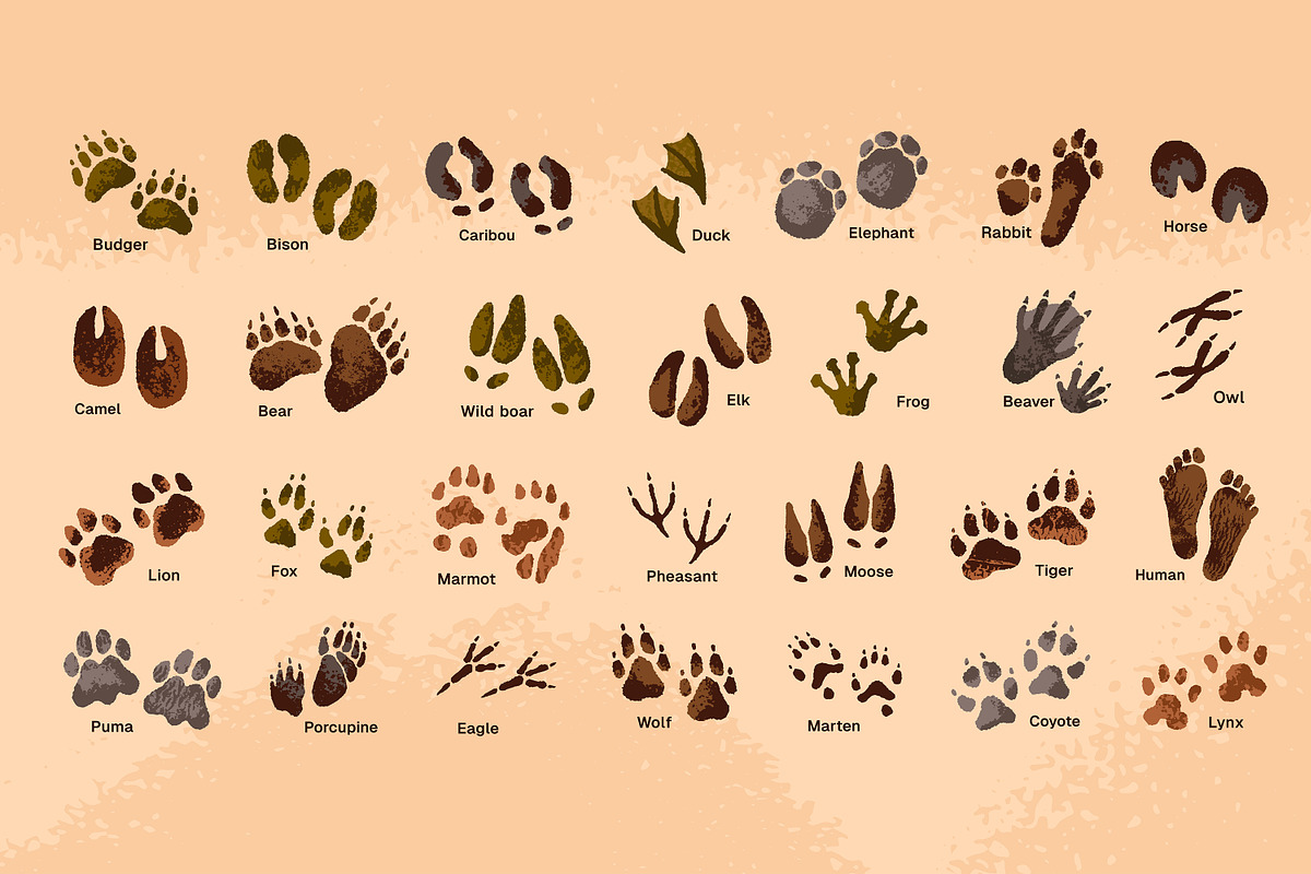 Animals tracks, paw and hoof prints, an Animal Illustration by PaperTrident