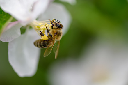 Close Honey bee collecting pollen from apple tree blossom, an Animal Photo by Byrdyak
