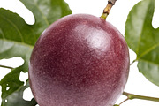 All Fruits Bundle Master Collection, a Food & Drink Photo by FlyeredTemplate (Thumbnail 50 of 130)