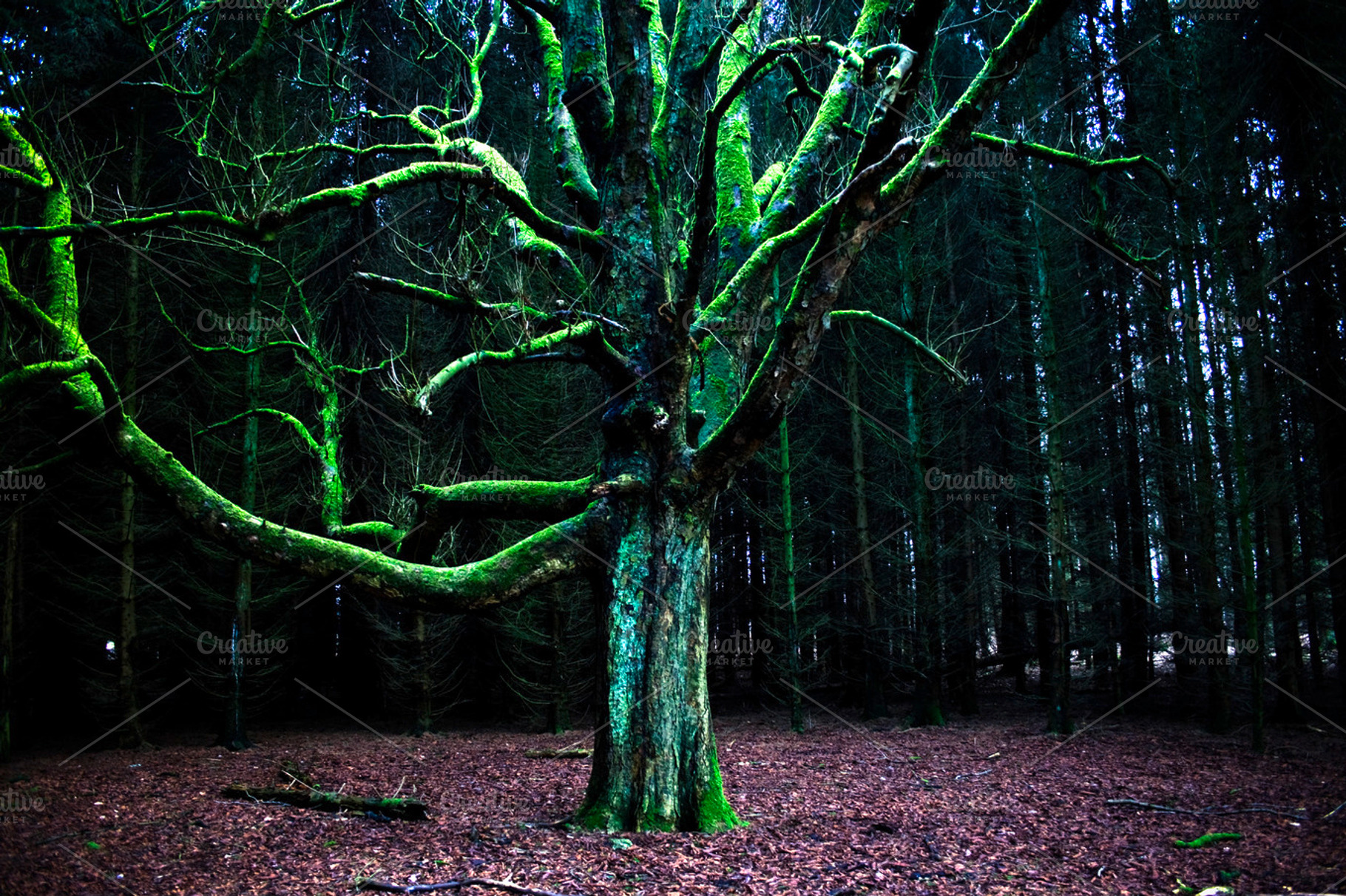 Moss Tree