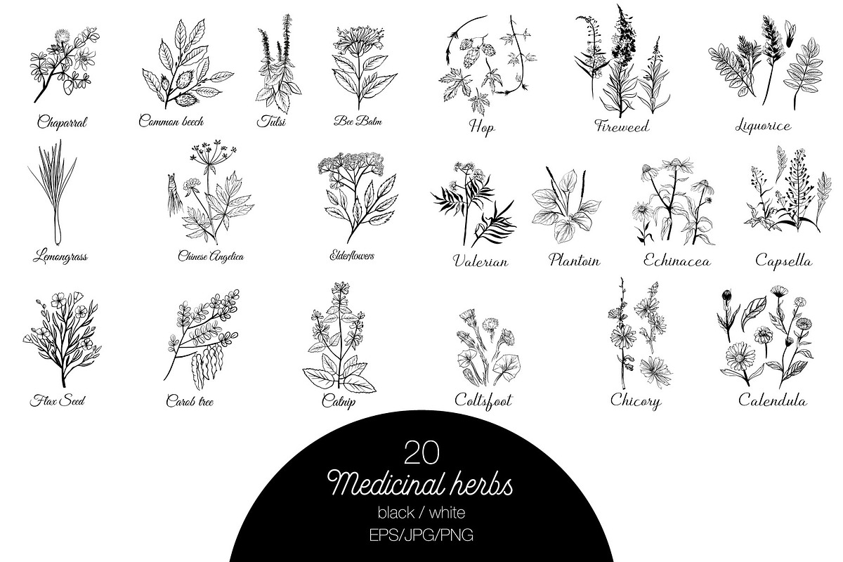 Watercolor medicinal herbs, an Illustration by Tatiana Davidova (Photo 2 of 5)
