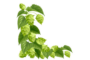 Hops In Vector