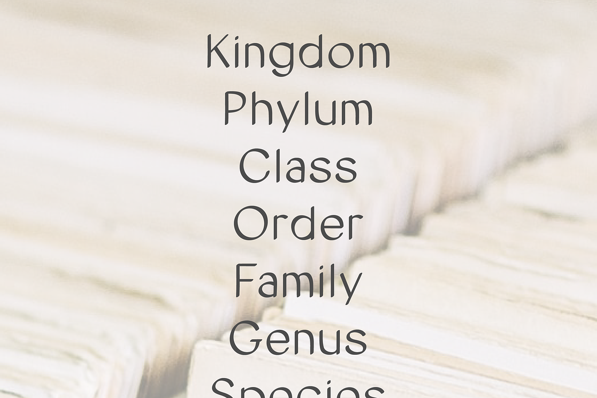 Cataloger Font, a Handwritten Font by noonsun (Photo 3 of 6)