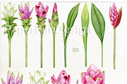 Curcuma flowers. Watercolor clipart, an Illustration by Mary (Thumbnail 2 of 3)