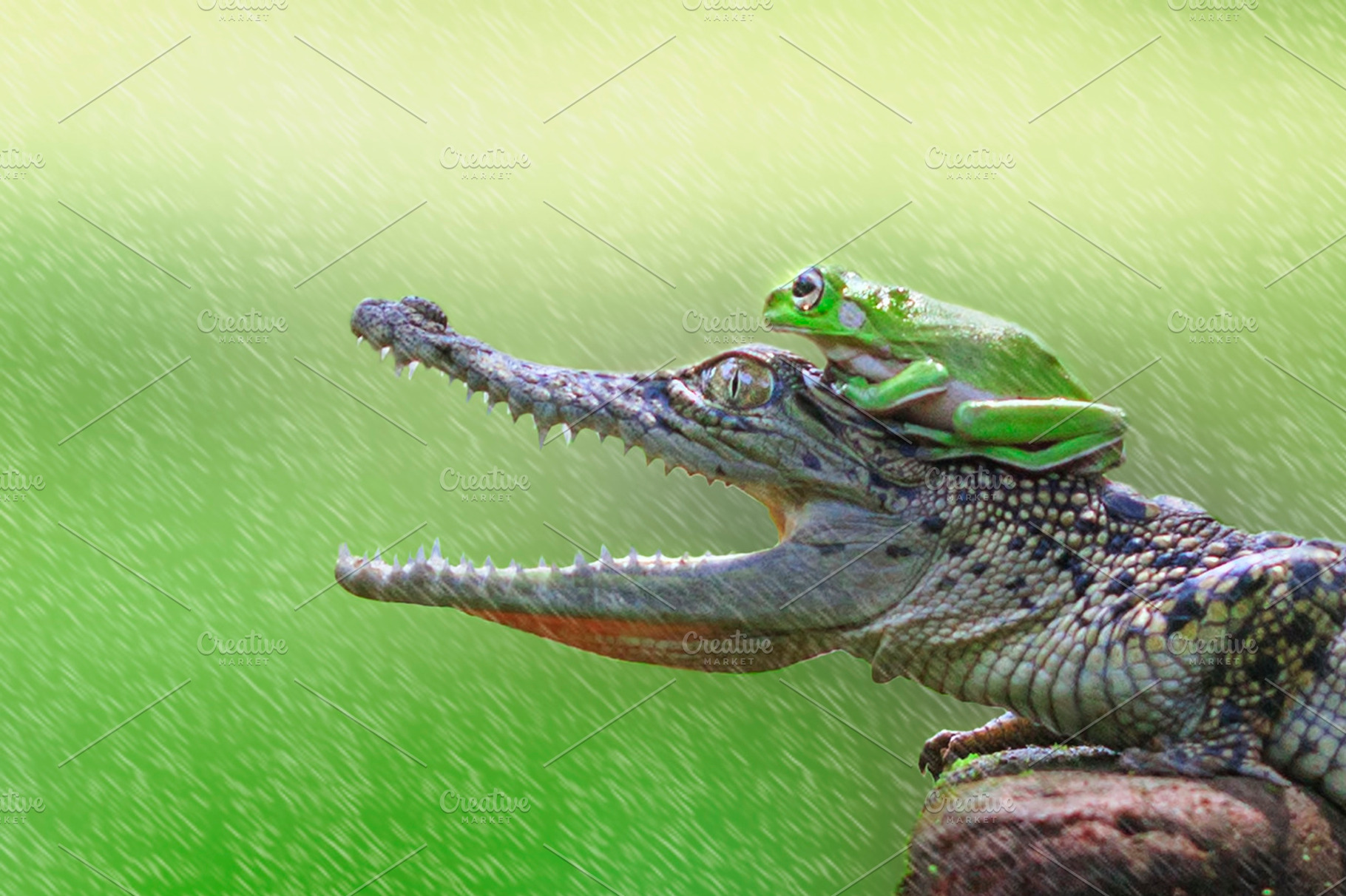 frog and crocodile, animal, macro,, an Animal Photo by roni kurniawan