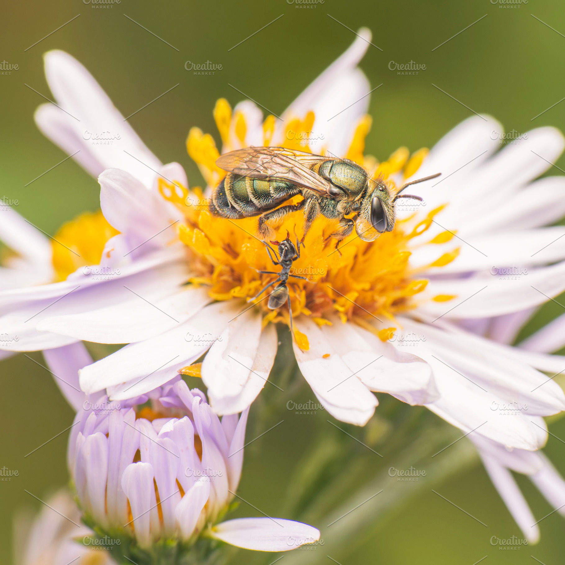 Yellow-green Austral-Nomia bee, an Animal Photo by Rob D Animal Photography