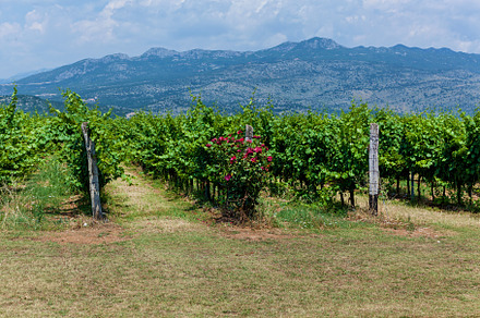Vineyards in Montenegro, a Nature Photo by Photostock