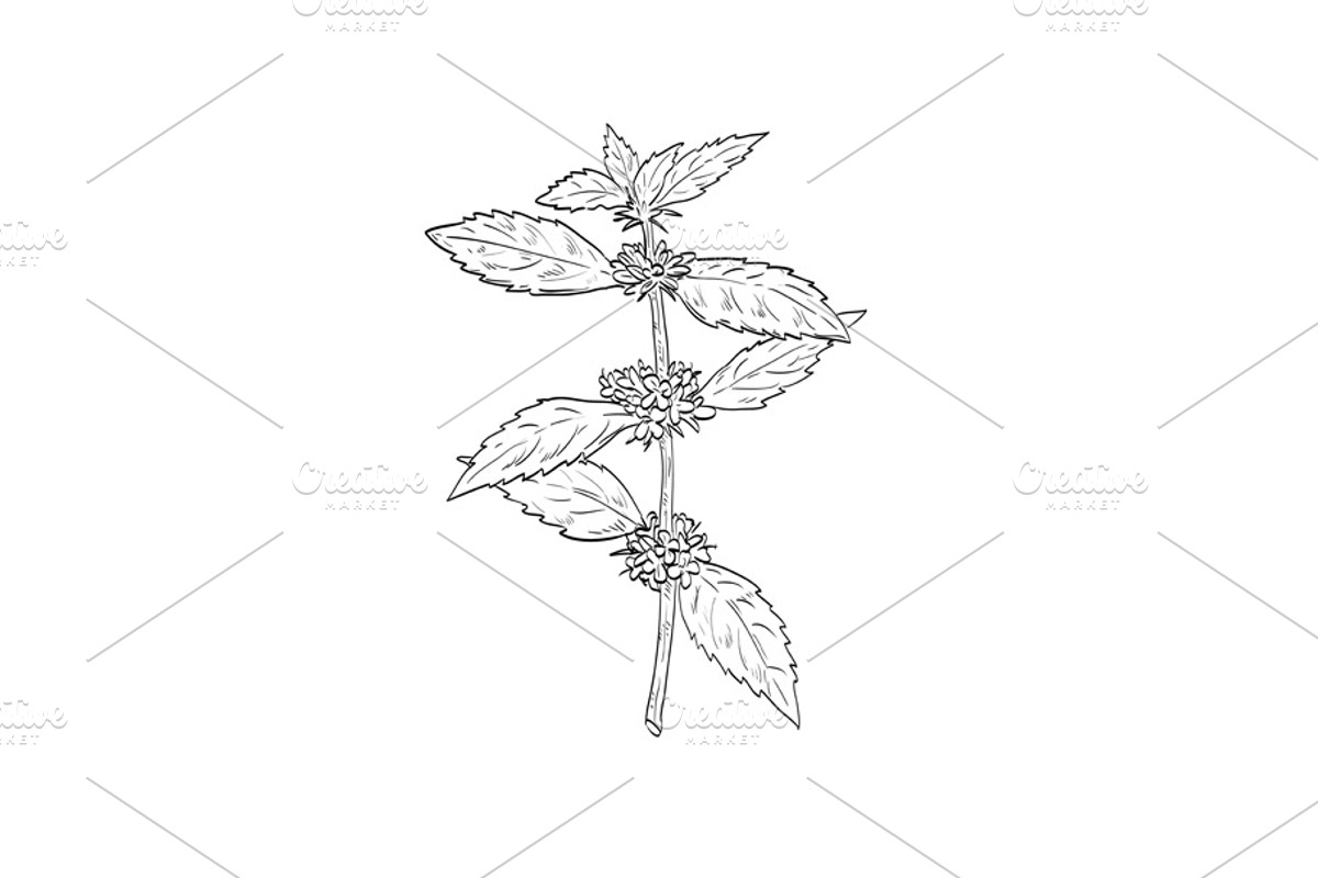 American Wild Mint Plant Drawing, a Decorative Illustration by patrimonio (Photo 1 of 3)