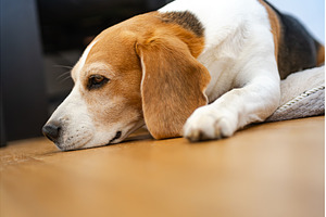 Adult male beagle dog sleeping on, an Animal Photo by MadPhotos