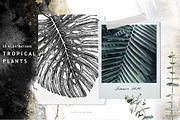 BUNDLE. Tropical Plants & Animals, an Object Graphic by Yevheniia (Thumbnail 3 of 8)