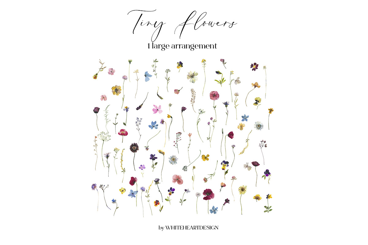 Tiny Flowers Pressed Floral Clipart, an Illustration by whiteheartdesign (Photo 11 of 17)