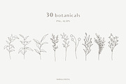Botanical Line Art Illustrations V1, a Texture Illustration by Kaya Fonts (Thumbnail 4 of 9)