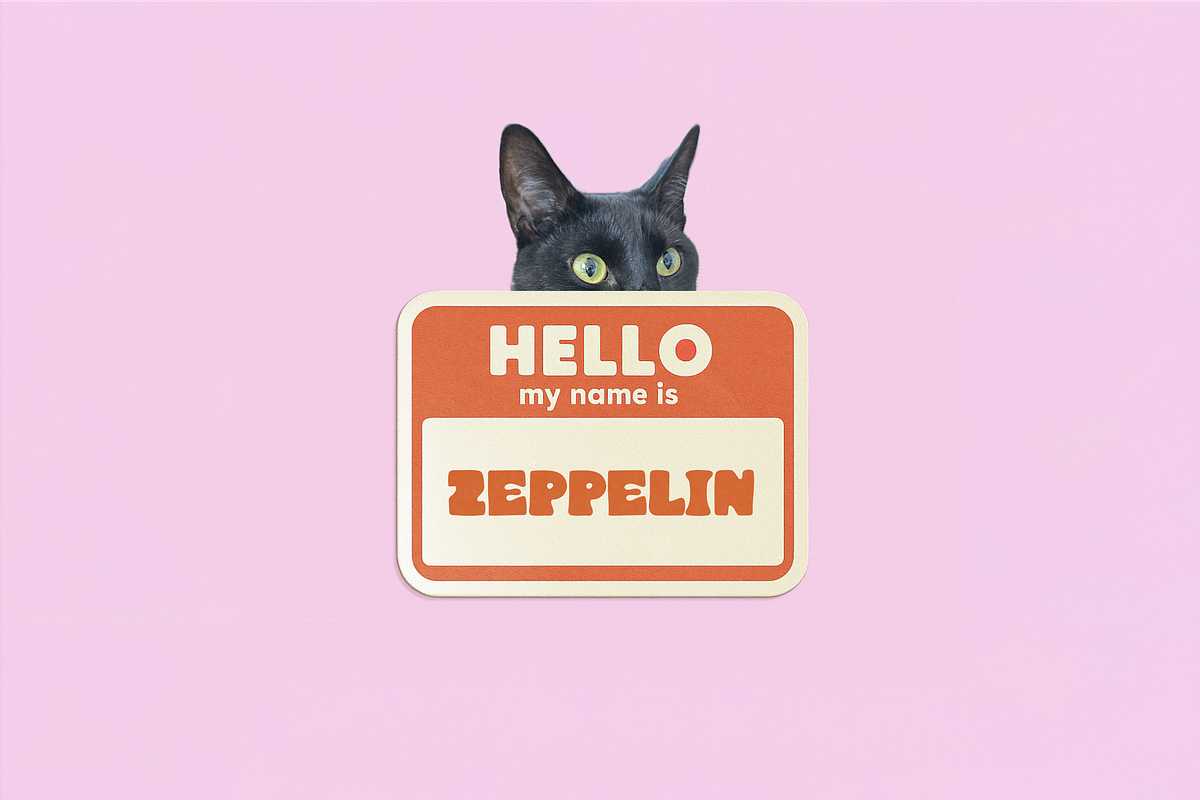 Little Kitty Tiger Rawr - Display, a Sans Serif Font by Dynamo Ultima (Photo 6 of 14)