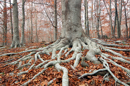 Roots in a beech forest stock photo containing autunm and winding
