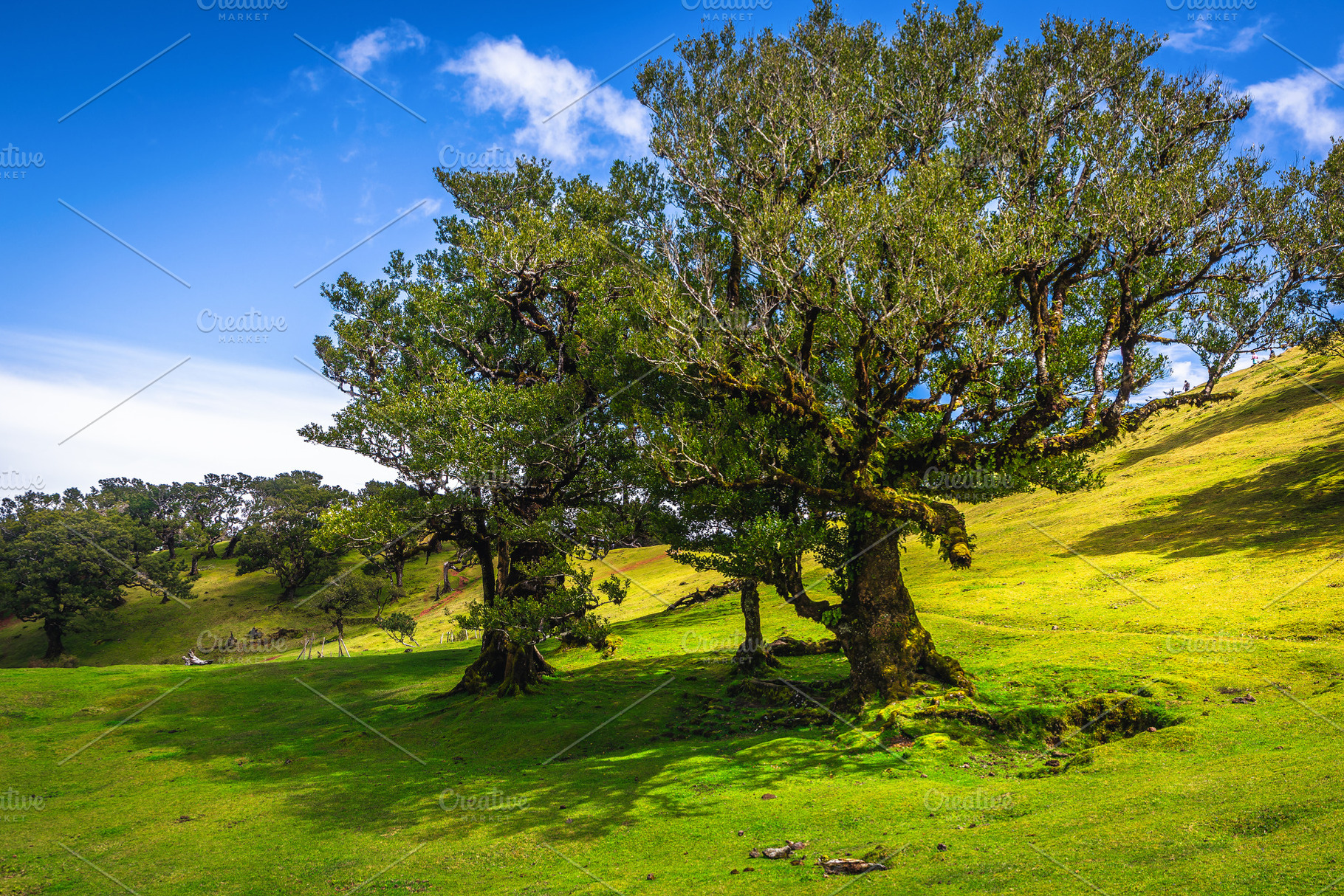 Stunning old laurel trees, Madeira, a Nature Photo by Alpine Dreams