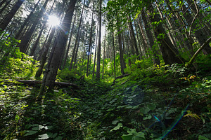 Sunlight filters through tall coniferous trees in a lush green f, a Nature Photo by Byrdyak